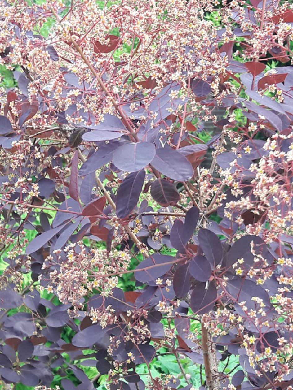 ranke struik  met roodbruin blad